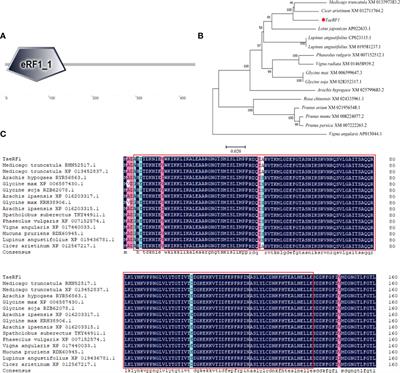 Cloning of TaeRF1 gene from Caucasian clover and its functional analysis responding to low-temperature stress